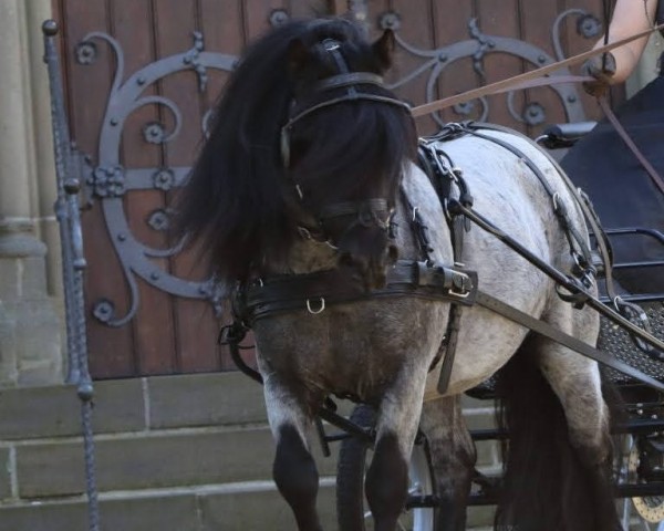 stallion Mr. Blue v.d. Hoorn (Shetland Pony, 2018, from Pyrola van Stal Zulichum)