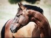 dressage horse Grigal de Cologne (Westphalian, 2014, from Grey Flanell)