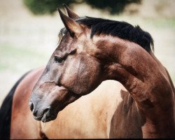 dressage horse Grigal de Cologne (Westphalian, 2014, from Grey Flanell)