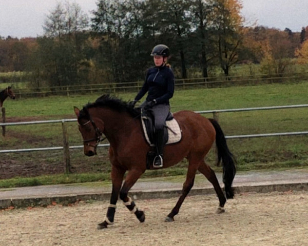 jumper Nora's Schätzchen (Trakehner, 2014, from Königssee)