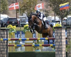 jumper Concolue (Oldenburg show jumper, 2010, from Conthargos)