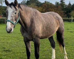 Springpferd Calinka (Luxemburgisches Reitpferd, 2019, von Centurio 22)