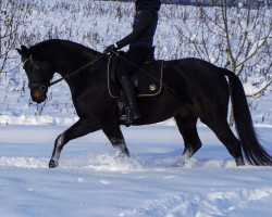 dressage horse Fantastiko 9 (German Sport Horse, 2016, from Finest)