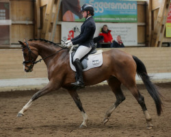 broodmare Baumann's Furore (Westphalian, 2012, from Fairbanks)