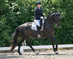 dressage horse Djamila 54 (Hanoverian, 2007, from Don Crusador)