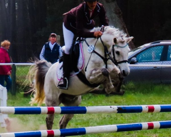 dressage horse Little Shadow (unknown, 2011)