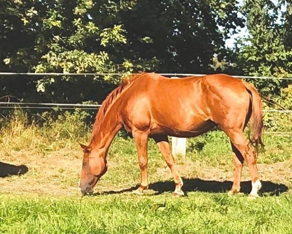 broodmare Corvette (Hanoverian, 2004, from Cordoba)