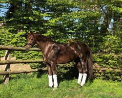 broodmare Lillifee (Hanoverian, 2015, from Livaldon)