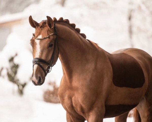 dressage horse First Kiss (Oldenburg, 2020, from Fynch Hatton)