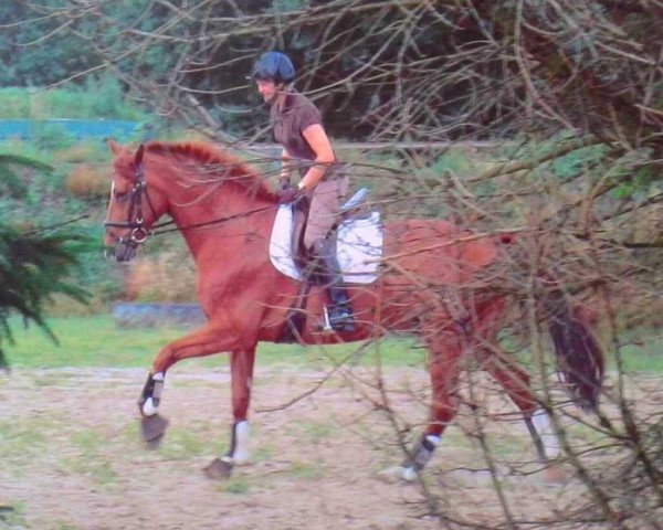 horse Little Hero 2 (Hanoverian, 1995, from Le Beau)