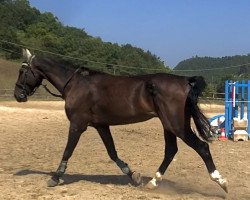 jumper Caroly's Come On (Oldenburg show jumper, 2016, from Caroly)