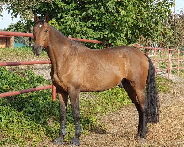 jumper Celebryta (Polish Warmblood, 2018, from Tanos)