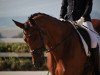 dressage horse Heops Girl (Trakehner, 2007, from Heops)