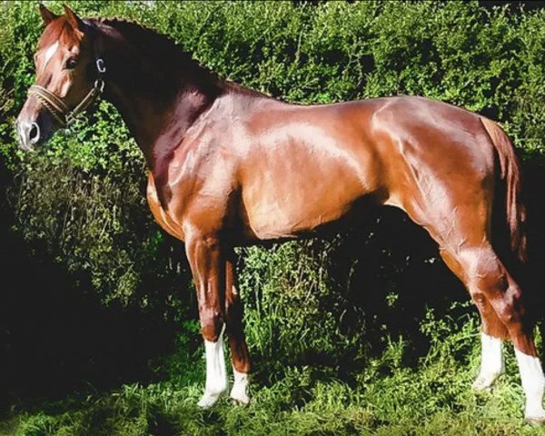 stallion Cartell GNZ (Holsteiner, 2009, from Casall Ask)