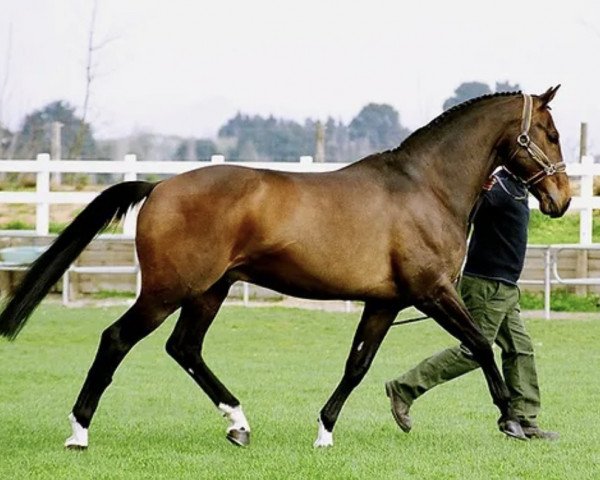 Pferd Corlando (Holsteiner,  , von Contango II)