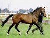 horse Corlando (Holsteiner,  , from Contango II)