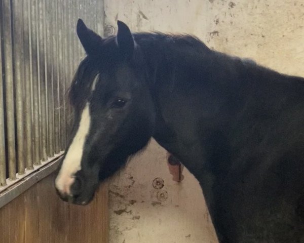 dressage horse Hallo Pippi Langstrumpf (German Riding Pony, 2021, from Holsteins Highlight)