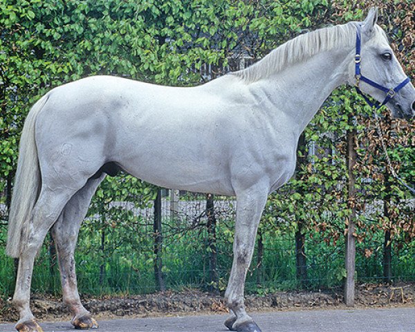 stallion Mr. Blue (unknown,  , from Couperus)