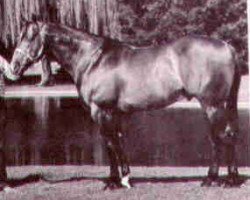 Deckhengst Cosmo Jet (Quarter Horse, 1968, von Jet Deck)