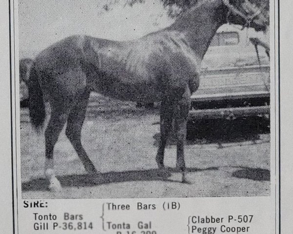 Deckhengst Tonto's Time (Quarter Horse, 1957, von Tonto Bars Gill)