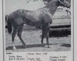 stallion Tonto's Time (Quarter Horse, 1957, from Tonto Bars Gill)