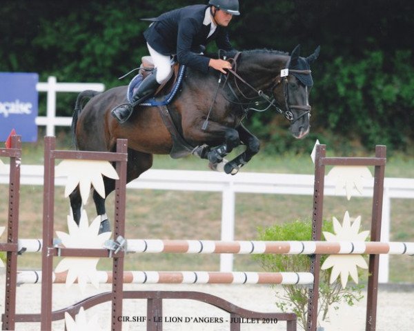 broodmare Lorette HD Z (Zangersheide riding horse, 2006, from Larino)