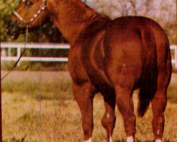 stallion Skip Comet (Quarter Horse, 1961, from Skipper's King)