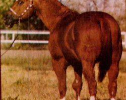 Deckhengst Skip Comet (Quarter Horse, 1961, von Skipper's King)