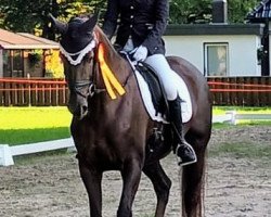 dressage horse Really Lovely S (Oldenburg, 2016, from Duvalier 21)