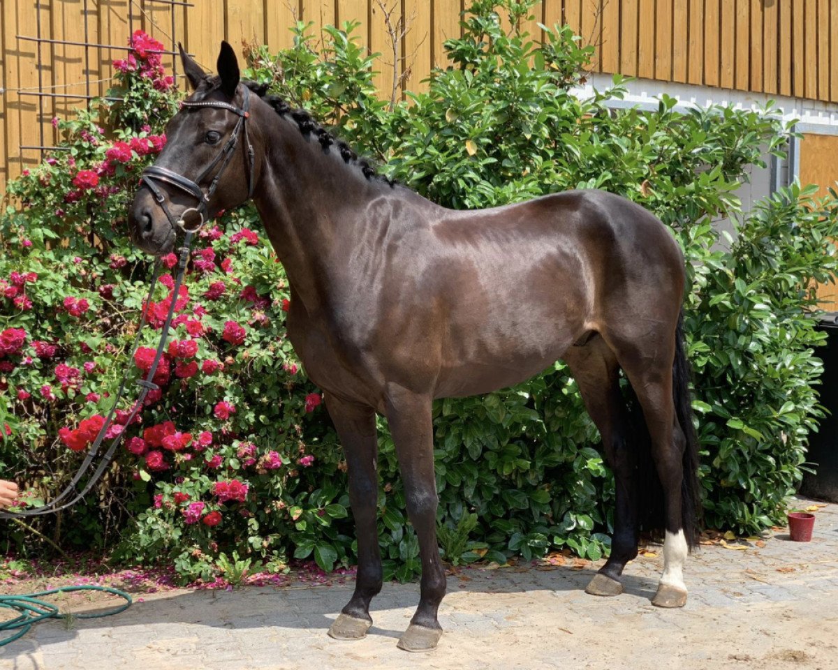 dressage horse Fürst Fleetmark (German Sport Horse, 2016, from Fürst Wilhelm)