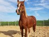 broodmare My fair Lady (German Riding Pony, 1995, from Trajan)