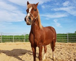 broodmare My fair Lady (German Riding Pony, 1995, from Trajan)