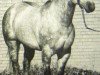 stallion Easter Talent (Quarter Horse, 1970, from Talent Bar)