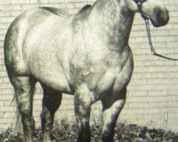 stallion Easter Talent (Quarter Horse, 1970, from Talent Bar)