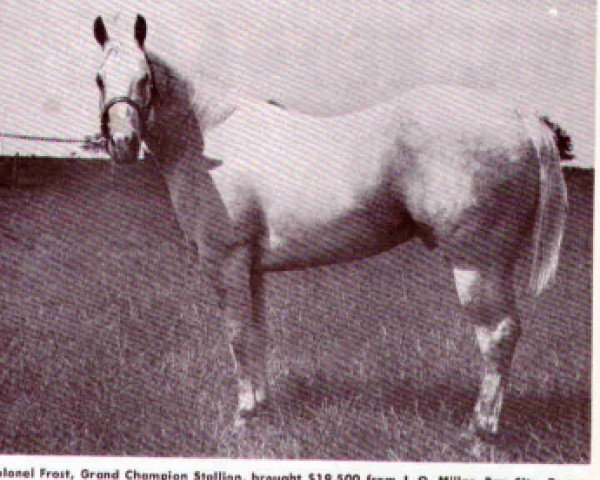 stallion Colonel Frost (Quarter Horse, 1955, from Troubles W)