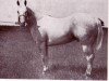 Deckhengst Colonel Frost (Quarter Horse, 1955, von Troubles W)