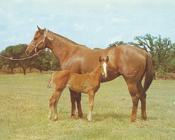 broodmare Della's Queen (Quarter Horse, 1957, from Leo Tag)