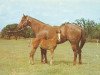 broodmare Della's Queen (Quarter Horse, 1957, from Leo Tag)