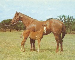 Zuchtstute Della's Queen (Quarter Horse, 1957, von Leo Tag)