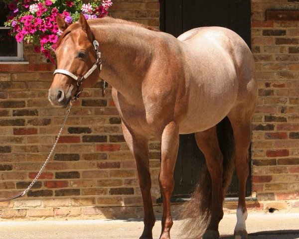 stallion Zippos Good Mr. (Quarter Horse, 1998, from Zippos Mr Good Bar)