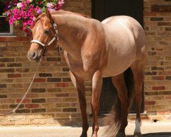 stallion Zippos Good Mr. (Quarter Horse, 1998, from Zippos Mr Good Bar)