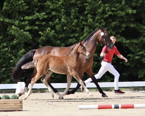 Springpferd Viva-Vanda (Deutsches Reitpony, 2023, von Viva Vidal)