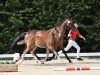 dressage horse Viva-Vanda (German Riding Pony, 2023, from Viva Vidal)