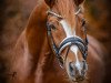 stallion Knallbonbon W WE (German Riding Pony, 2018, from Kachunga)