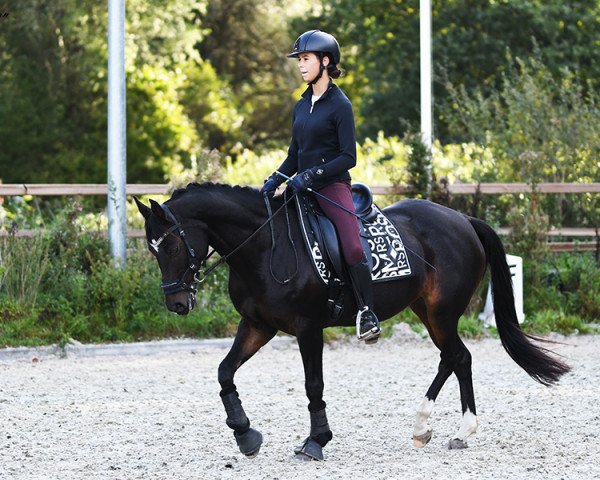 broodmare Hoefke's Julianne (Nederlands Welsh Ridepony, 2005, from Beukenhof's Jordy)