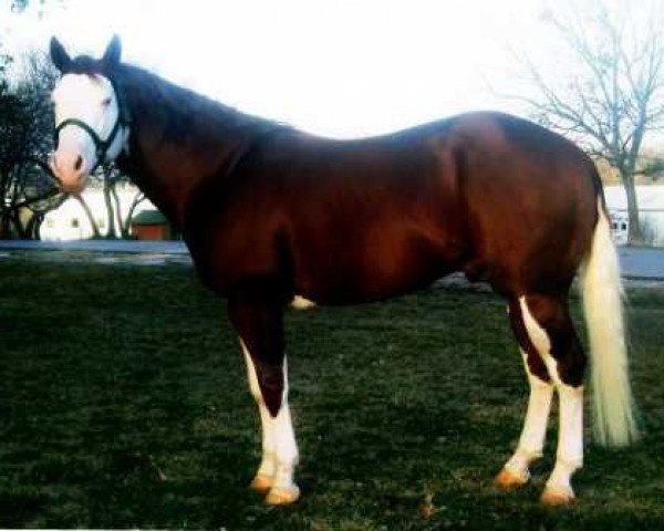 stallion Gunners Indian (Quarter Horse, 2002, from Colonels Smoking Gun)