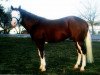 stallion Gunners Indian (Quarter Horse, 2002, from Colonels Smoking Gun)