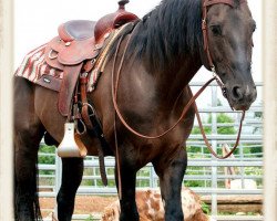 stallion CX Pretty Boy Hoss (Quarter Horse, 2004, from CX Poco Grande)