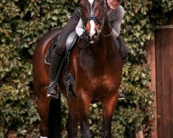 stallion Shiny Air II (Oldenburg, 2016, from Sir Donnerhall I)