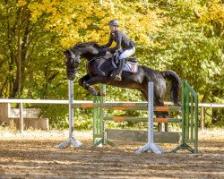 jumper Graf Gustaf 3 (Hanoverian, 2008, from Glorieux)